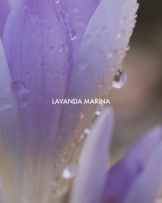 LAVANDA MARINA